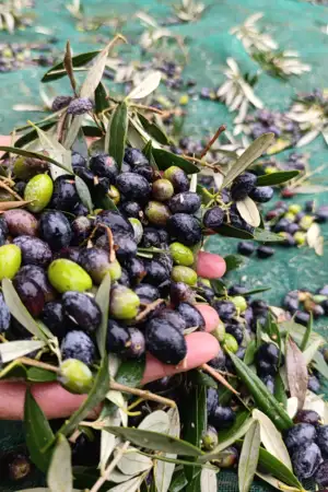 A apanha da azeitona “à moda antiga”, uma tradição milenar que resiste ao tempo